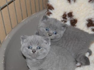 Pedigrees Blue British Shorthair Cats/Kittens450