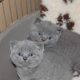 Pedigrees Blue British Shorthair Cats/Kittens450