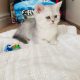 British Shorthair Pedigree Kittens