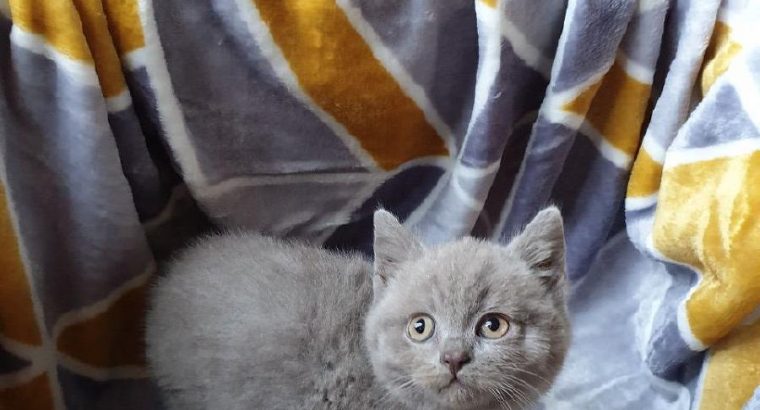 British Shorthair Pedigree Kittens