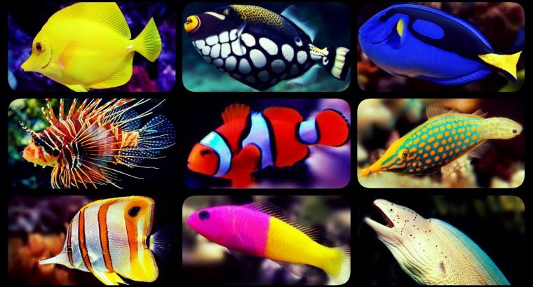 Aquarium Fish Species | The Most Beautiful Aquarium Fish