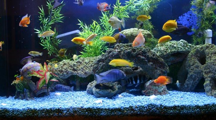Aquarium Accessories and Prices | Aquarium Supplies