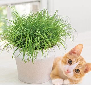 What is Cat Grass? | What Are the Benefits of Cat Grass?