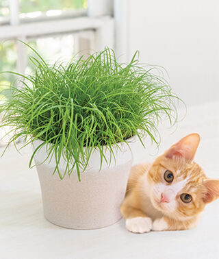 What is Cat Grass? | What Are the Benefits of Cat Grass?