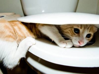 Cat Litter and Cat Litter Types | Cat Toilet Types
