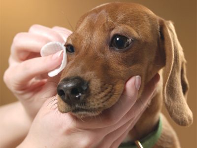 How To Do Eye Cleaning In Dogs? | Dog Eye Care