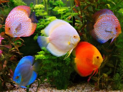 Fish Vitamin and Mineral Types