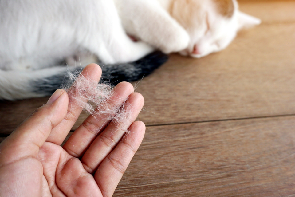 hair-loss-in-cats-and-precautions-to-be-taken-pet-finders