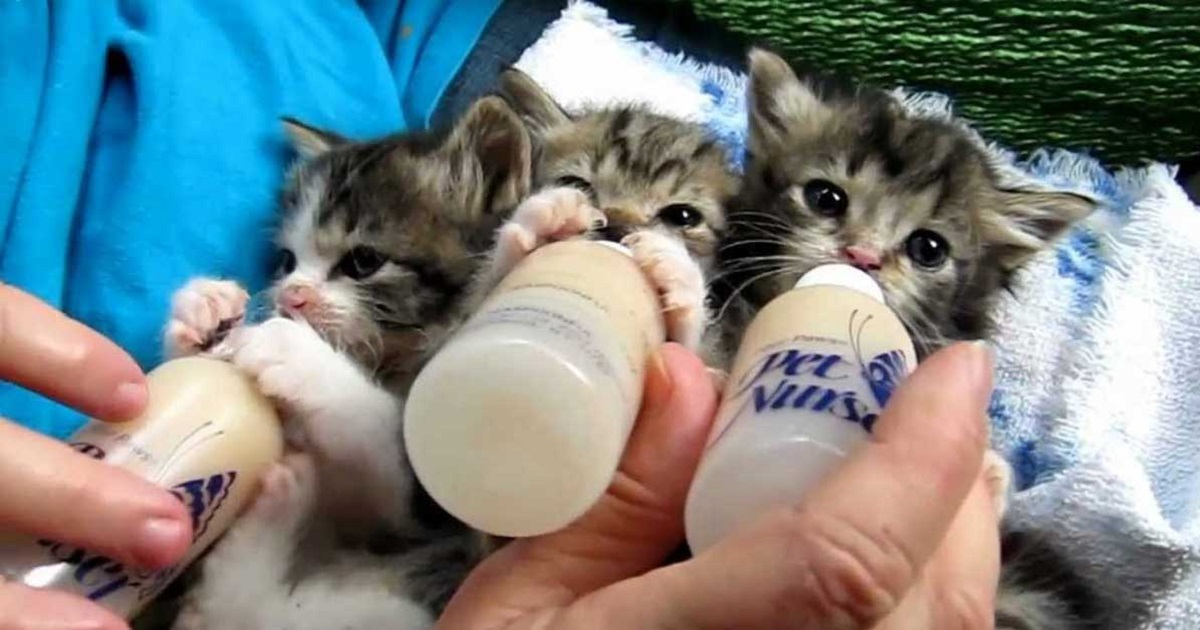 Kitten milk powder