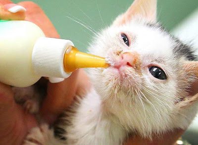 Use of Milk Powder in Kittens | Kitten Nutrition