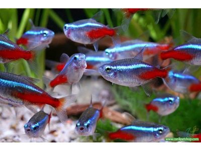 Neon Fish Features | Types of Neon Tetra Fish