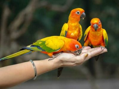 Parrot Care Products and Prices