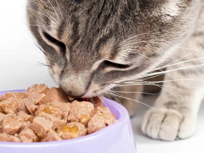 What are the Royal Canin Cat Food Types?