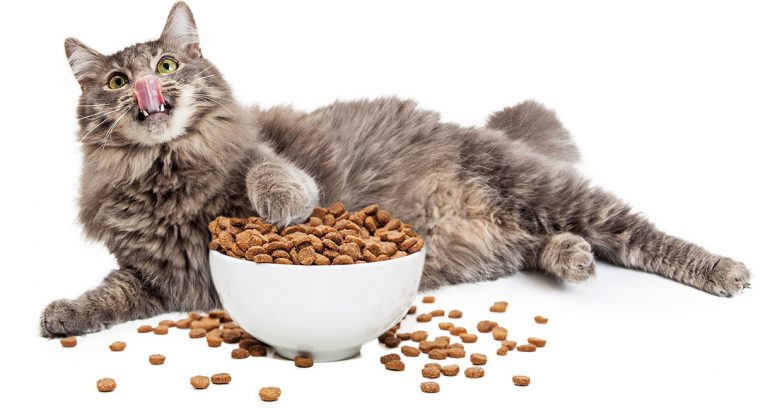 Royal Canin Cat Food Types | Royal Canin Dry Food
