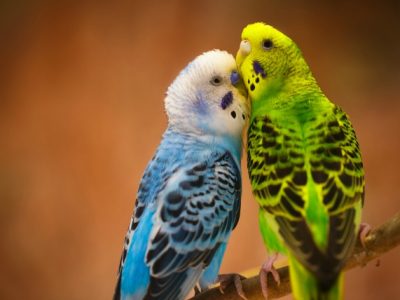 Spawning in Budgerigars | Spawning Period of Budgerigars