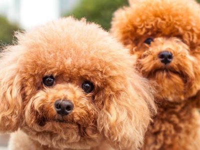 Ornamental Dog Breeds |  Tiny dogs