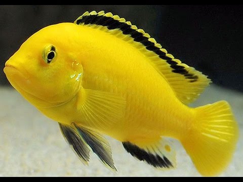 Yellow Princess Fish