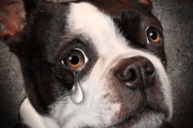Do Dogs Cry? | What Do Dogs’ Tears Mean |Why Dogs Cry?