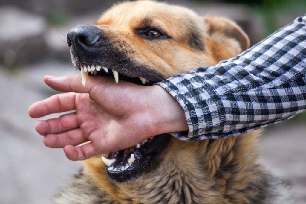 aggression problem in dogs