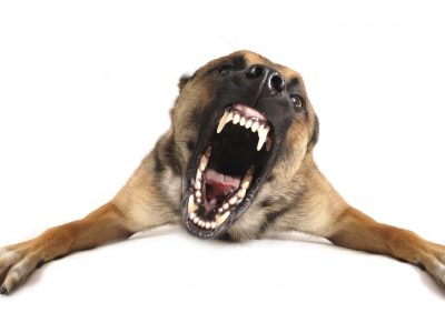 Aggression Problem in Dogs | Why Dogs Attack?