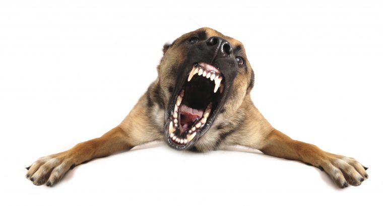 Aggression Problem in Dogs | Why Dogs Attack?