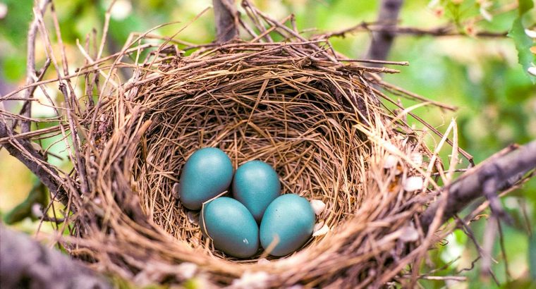 Bird Nests Types and Prices
