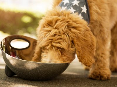 Types of Canned Adult Dogs and Prices | Age Food for Adult Dogs
