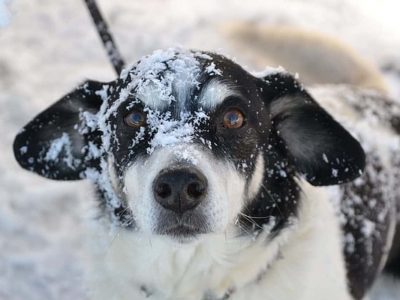 Can Dogs Withstand Cold Weather? | Cold Weather Care For Dogs