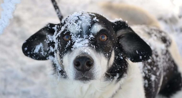 Can Dogs Withstand Cold Weather? | Cold Weather Care For Dogs
