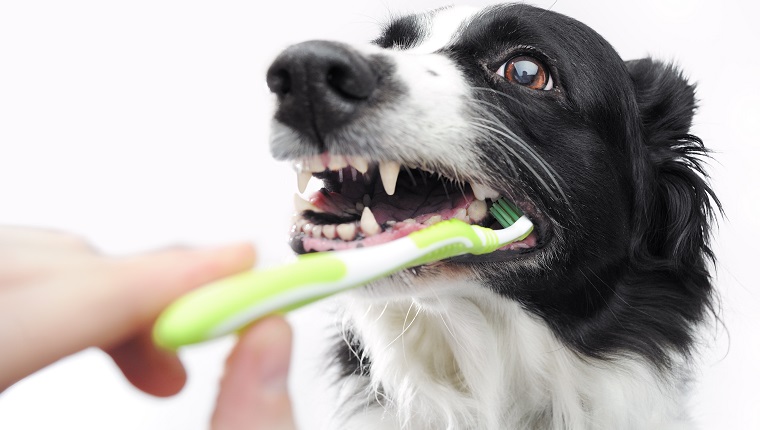 dental care in dogs