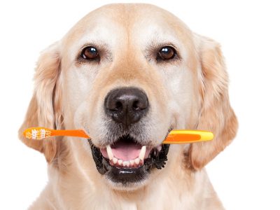 Dental Care in Dogs | How To Take Care Of Dogs?