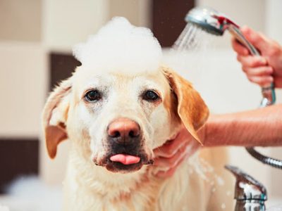 Dog Cleaning Products and Prices