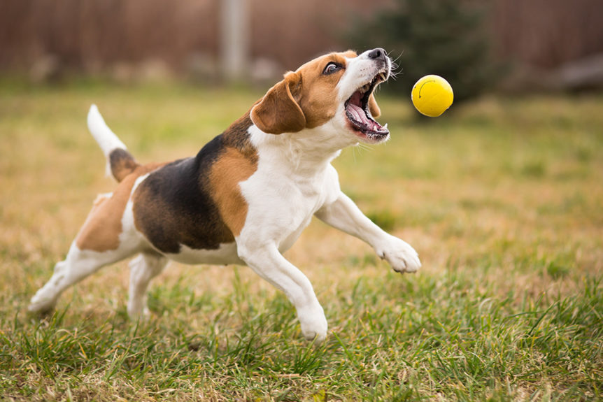 the-importance-of-exercise-in-dogs-dogs-need-daily-exercise-pet-finders