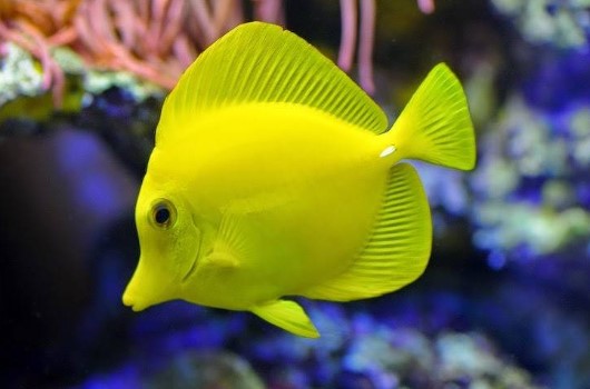 Basic Rules in Fish Care | Things to Consider in Fish Care