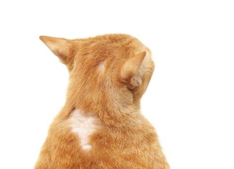 hair loss in cats 