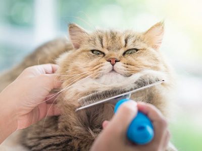Hair Loss in Cats and Precautions to Be Taken