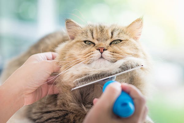 Hair Loss in Cats and Precautions to Be Taken