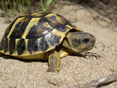Land Turtle Care and Nutrition | Land Turtle Nutrition