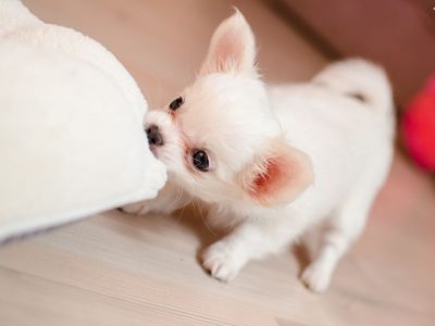 Things to Consider While Owning a Puppy | Puppy Ownership