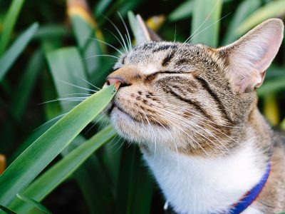 Plants That Can Be Poisonous for Cat
