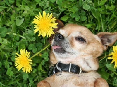 Plants that can be poisonous to dogs – Hazardous plant species for dogs