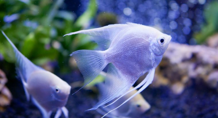 About Angelfish | Angelfish Care and Nutrition