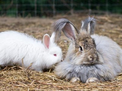 What are Rabbit Species? | Rabbit Breeds and Features