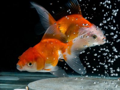 Causes of Stress in Fish | How to Prevent Stress in Aquarium Fish?