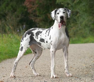 the biggest dog breeds in the world