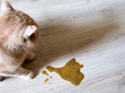 Vomiting in Cats and Causes | Cats Vomiting Treatment