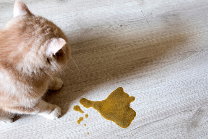 Vomiting in Cats and Causes Cats Vomiting Treatment Cats Vomiting