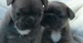 Lovely French bulldog 
puppies for sale