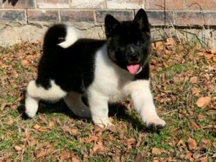 Lovely akita puppies for sale