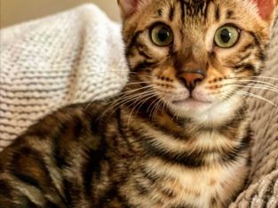 Bengal kittens for adoption